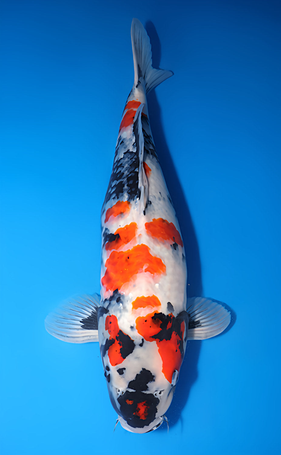 Kodama Showa koi y0518t040