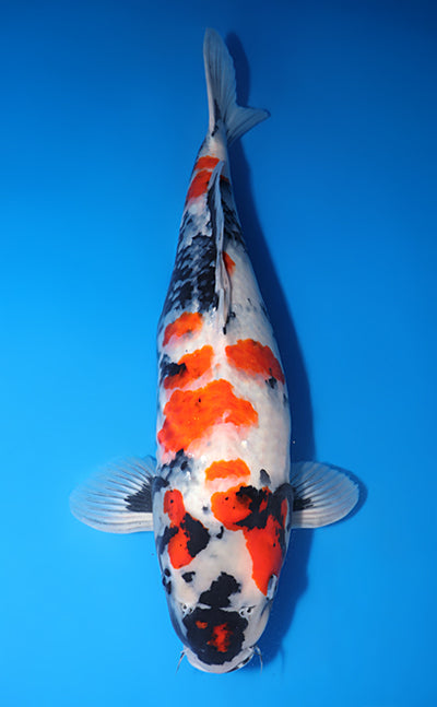 Kodama Showa koi y0518t040