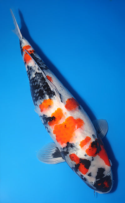 Kodama Showa koi y0518t040 view 3