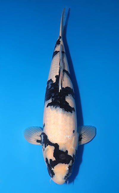 Kodama Shiro Utsuri koi y0609t001