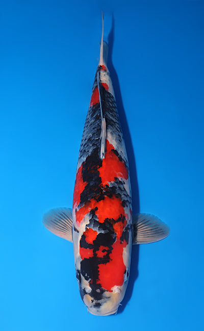 Kodama Showa koi y0609t003