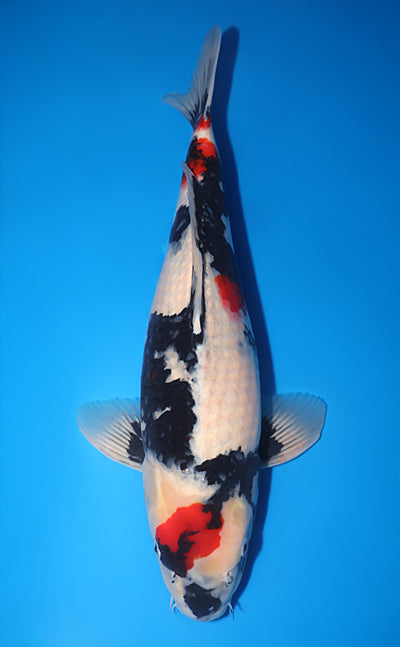 Kodama Showa koi y0609t004
