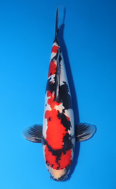 Kodama Doitsu Showa koi y0609t007