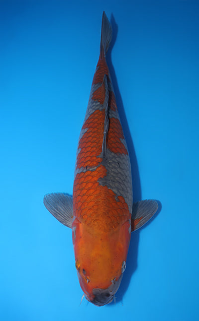 Kodama Ochiba Shigure koi y0609t025