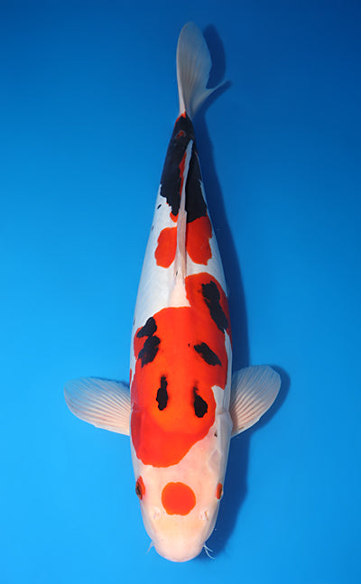 Kodama Beni Kumonryu koi y0609t026