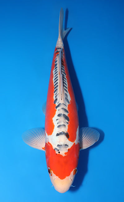 Kodama Shusui koi y0617b004