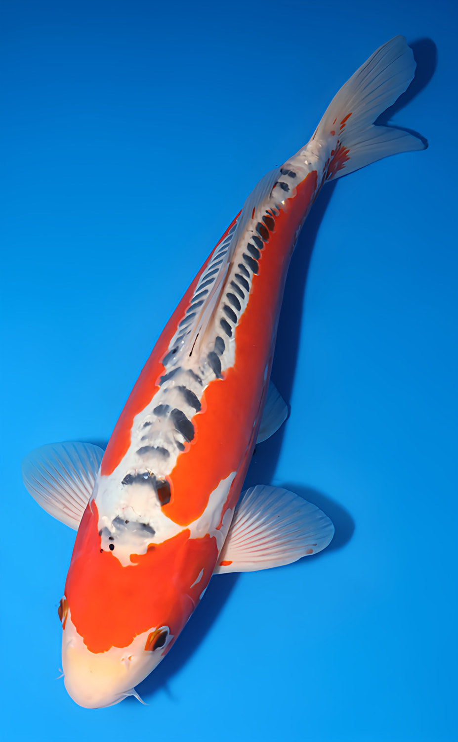 Kodama Shusui koi y0617b004 view 2