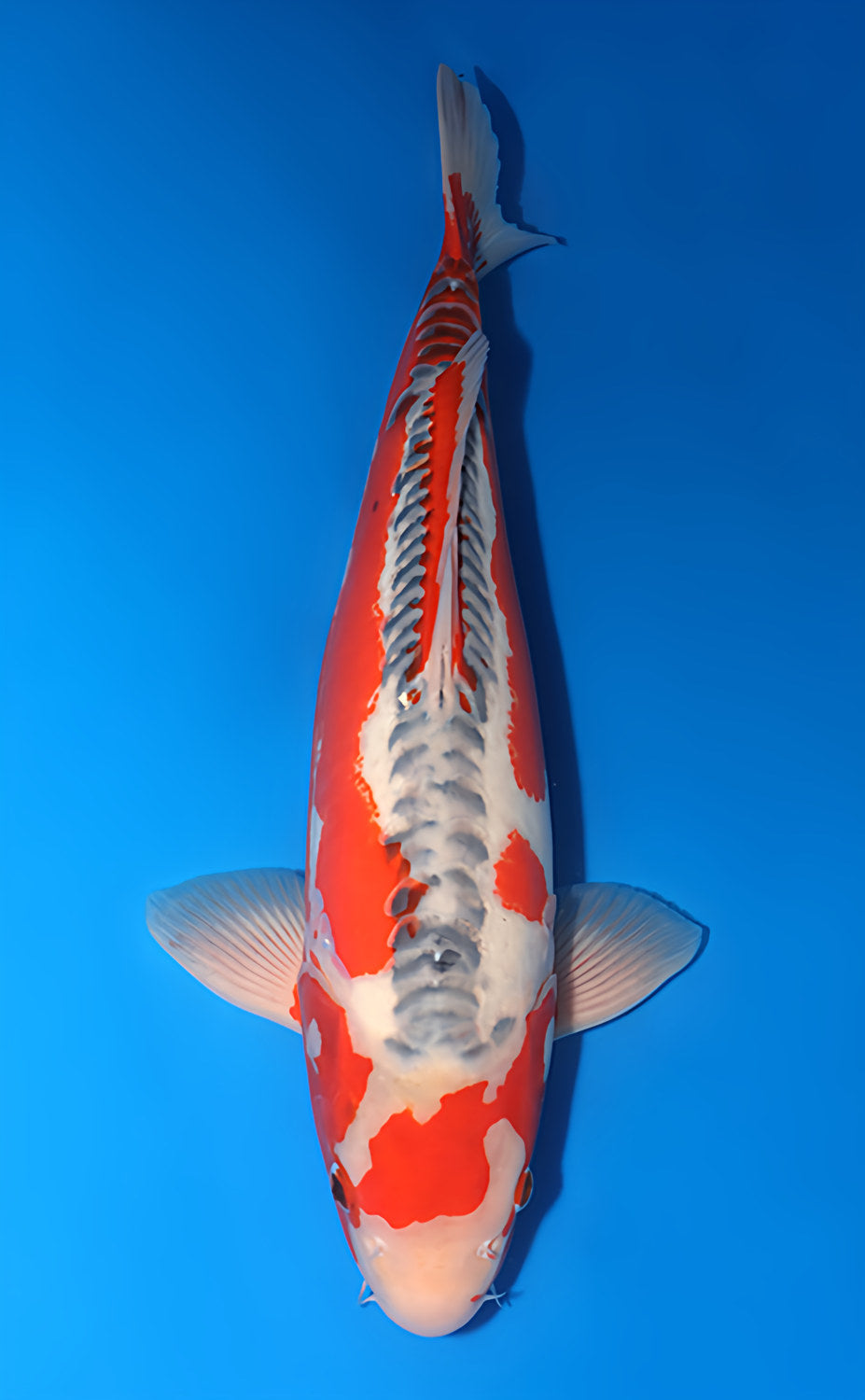 Kodama Shusui koi y0617b024