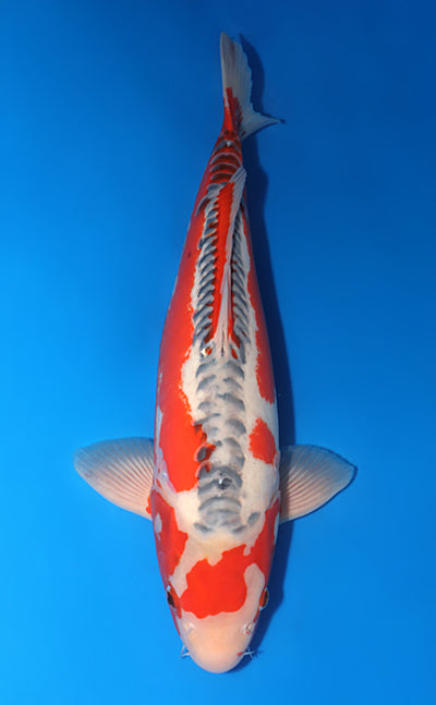 Kodama Shusui koi y0617b024