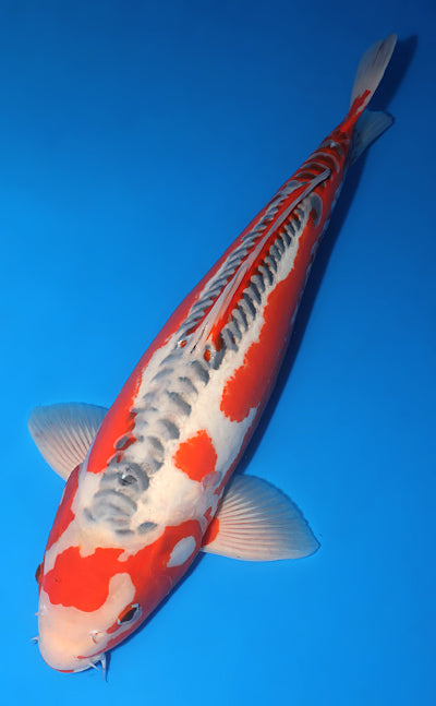 Kodama Shusui koi y0617b024 view 2