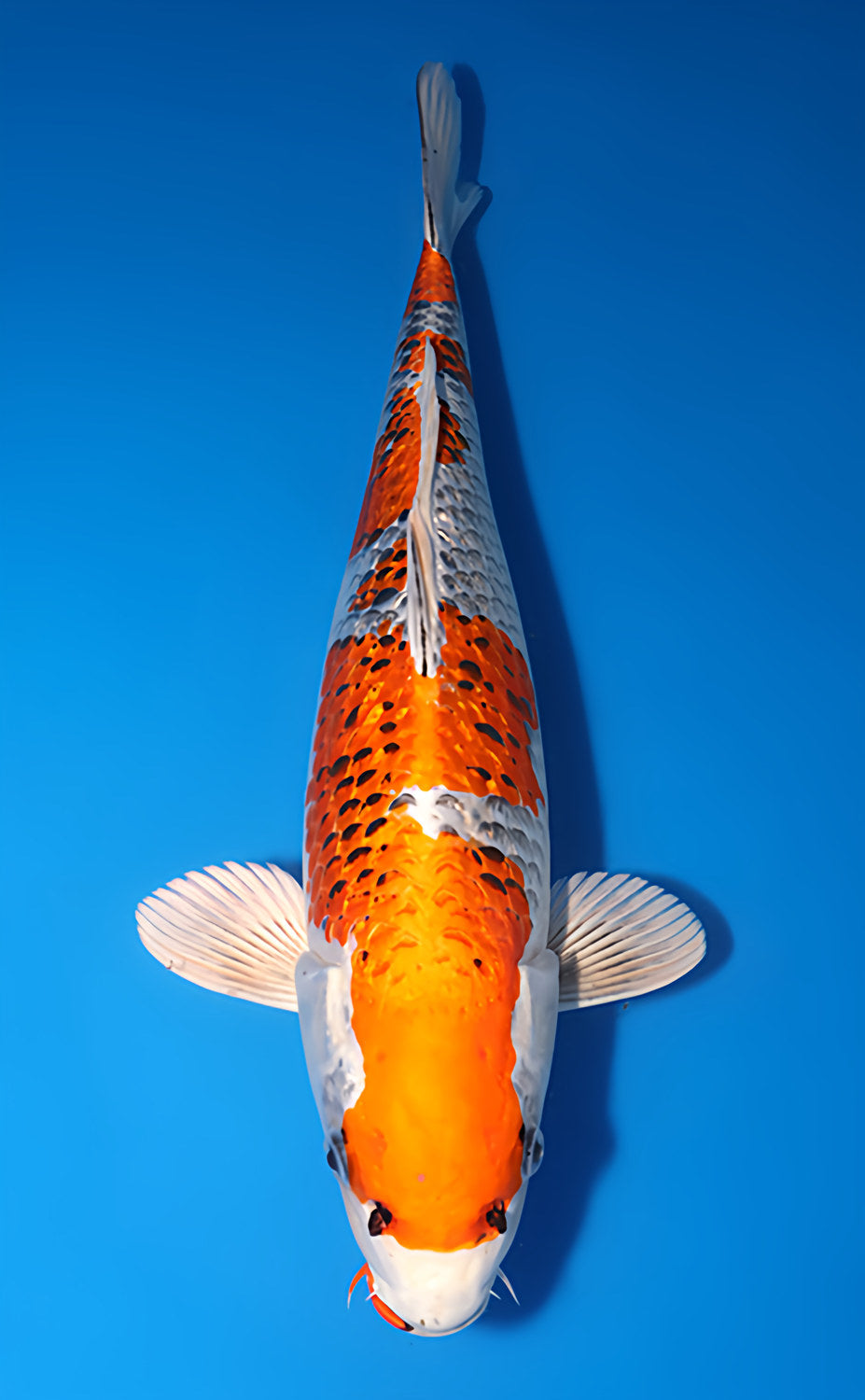 Kodama Ginrin Kujyaku koi y0617b028