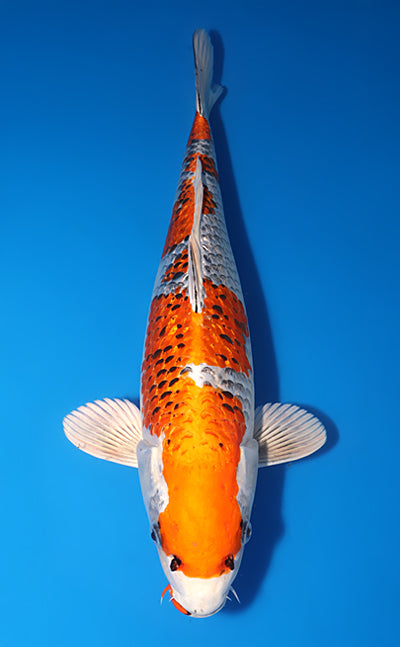 Kodama Ginrin Kujyaku koi y0617b028