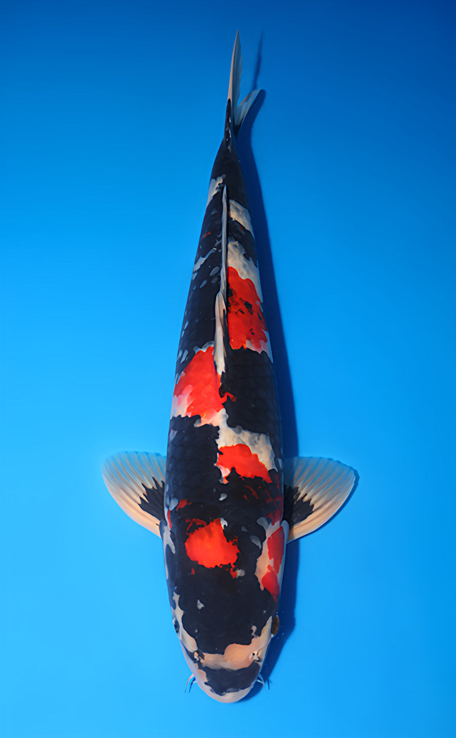 Kodama Showa koi y0707b017