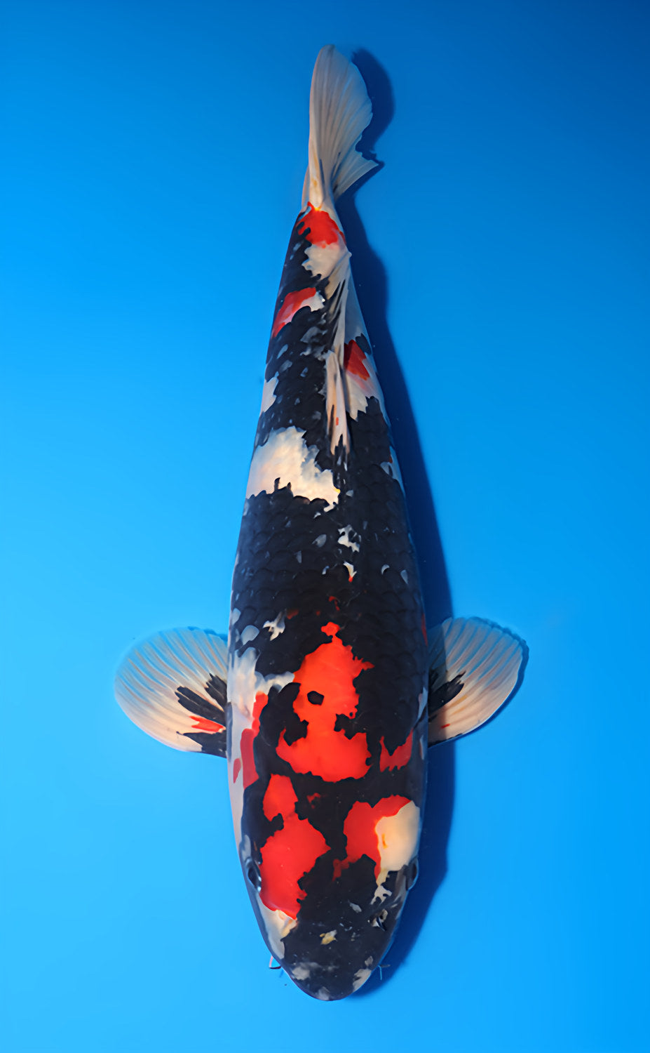 Kodama Showa koi y0707b018