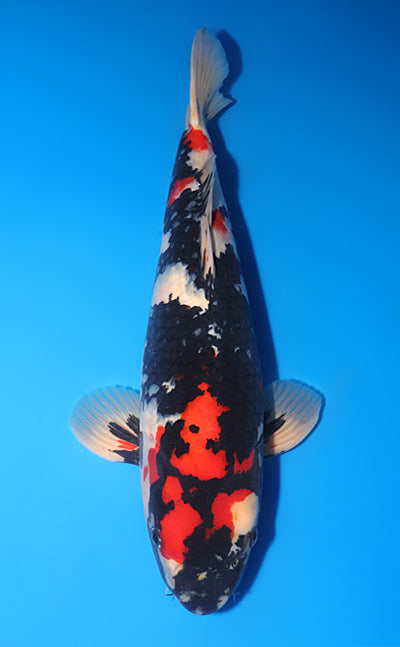 Kodama Showa koi y0707b018