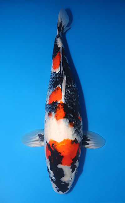 Kodama Showa koi y0707b040