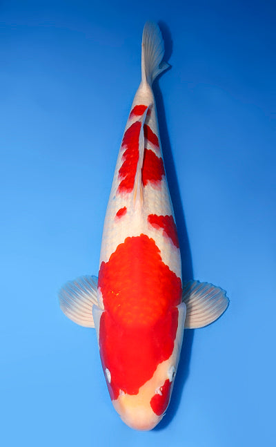 Kodama Kohaku koi y0708t005