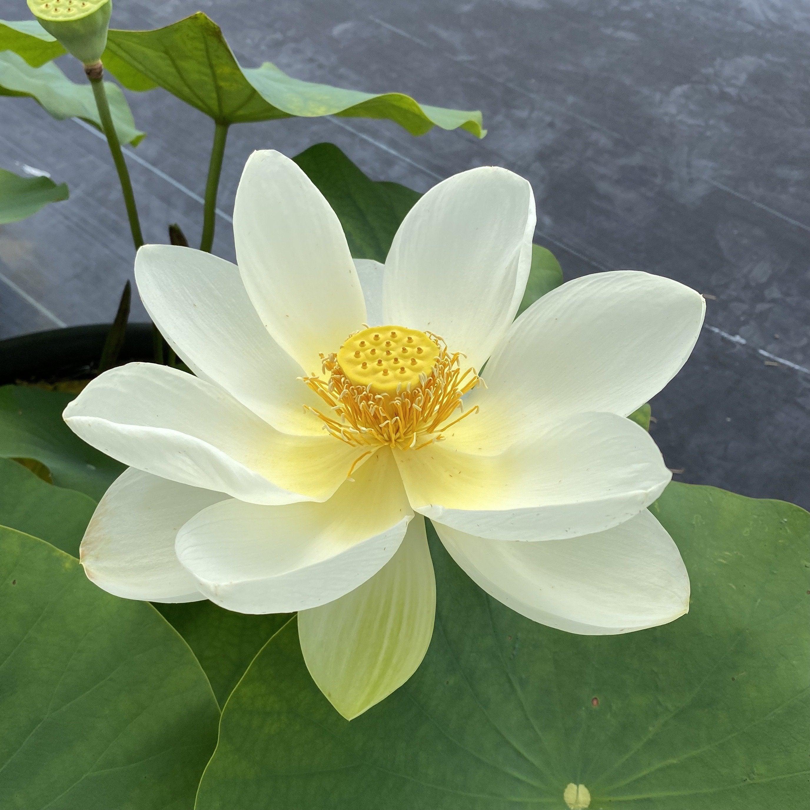 Yellow Bird -Majestic Beauty Lotus (Bare Root) - Play It Koi