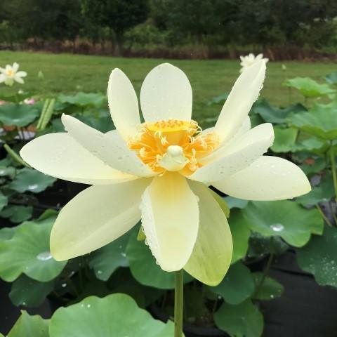 Yellow Bird -Majestic Beauty Lotus (Bare Root) - Play It Koi
