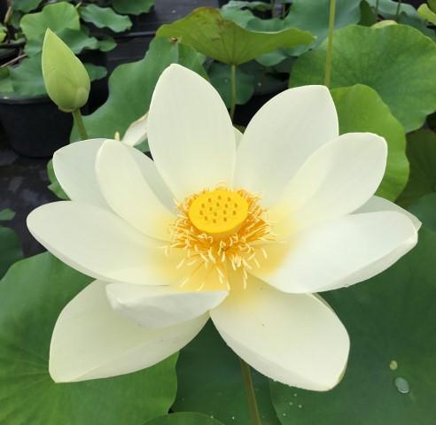 Yellow Bird -Majestic Beauty Lotus (Bare Root) - Play It Koi