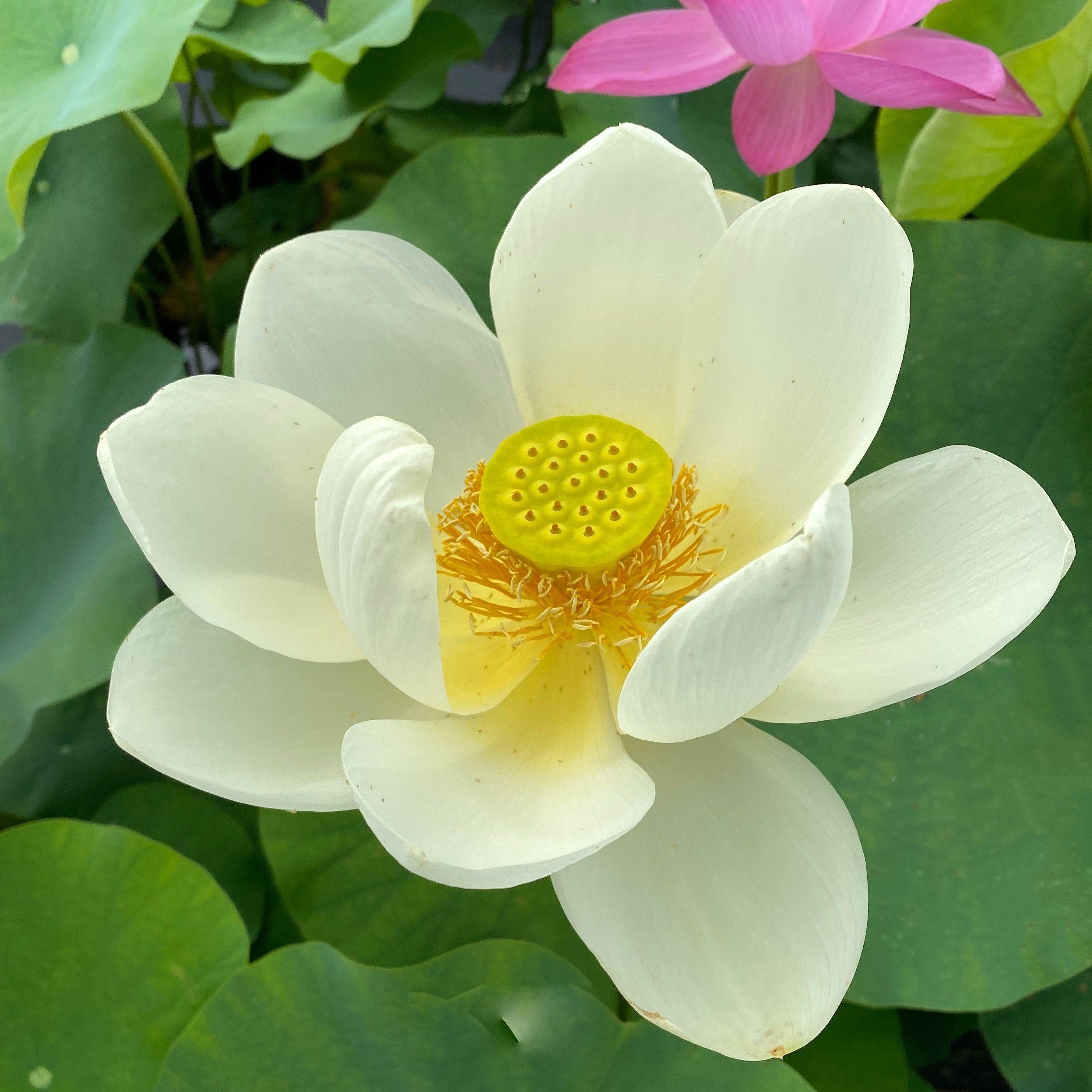 Yellow Bird -Majestic Beauty Lotus (Bare Root) - Play It Koi