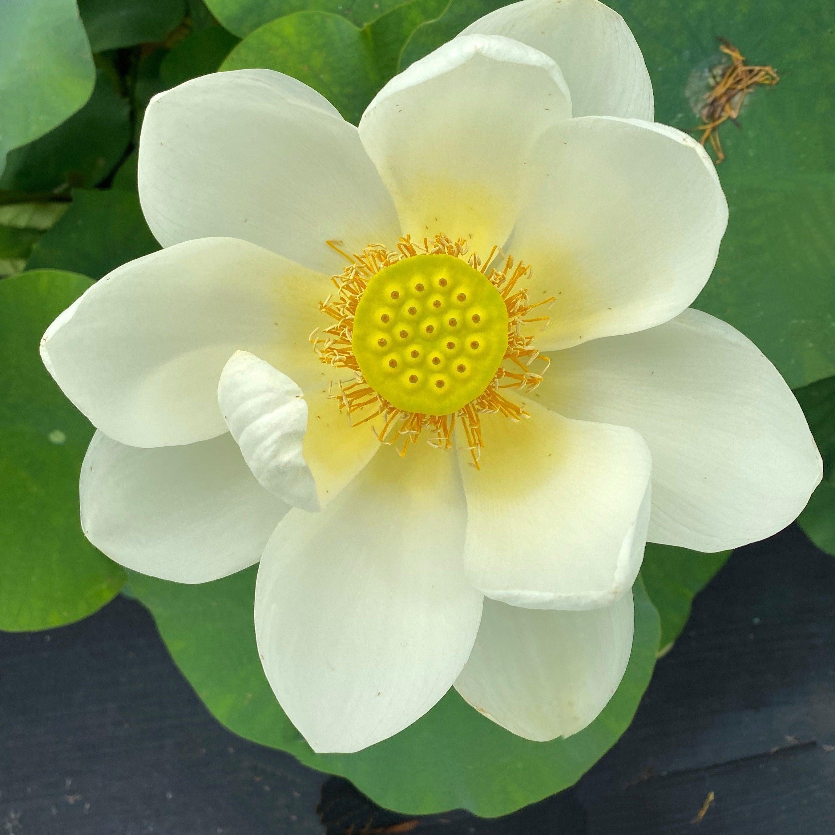 Yellow Bird -Majestic Beauty Lotus (Bare Root) - Play It Koi