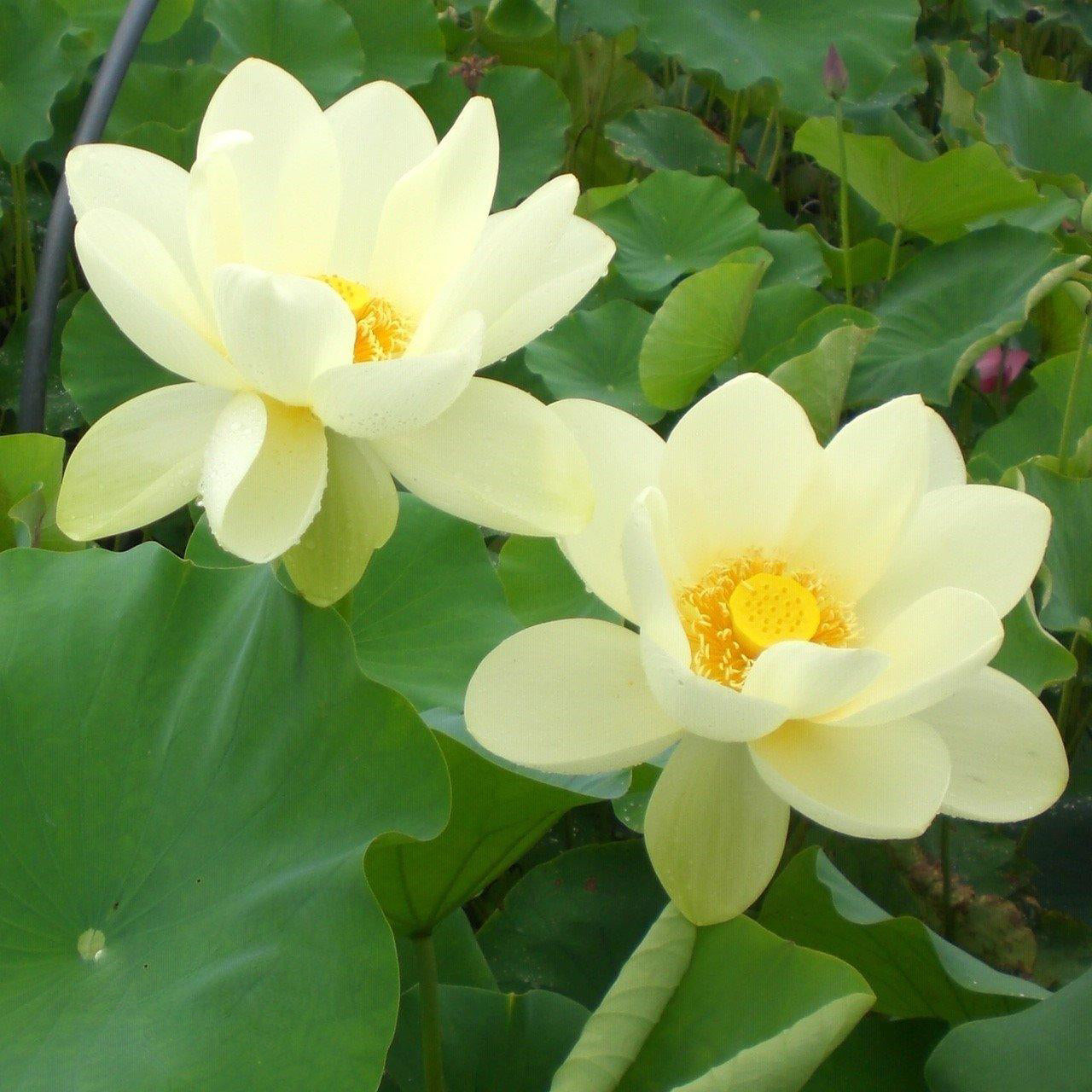 Yellow Bird -Majestic Beauty Lotus (Bare Root) - Play It Koi