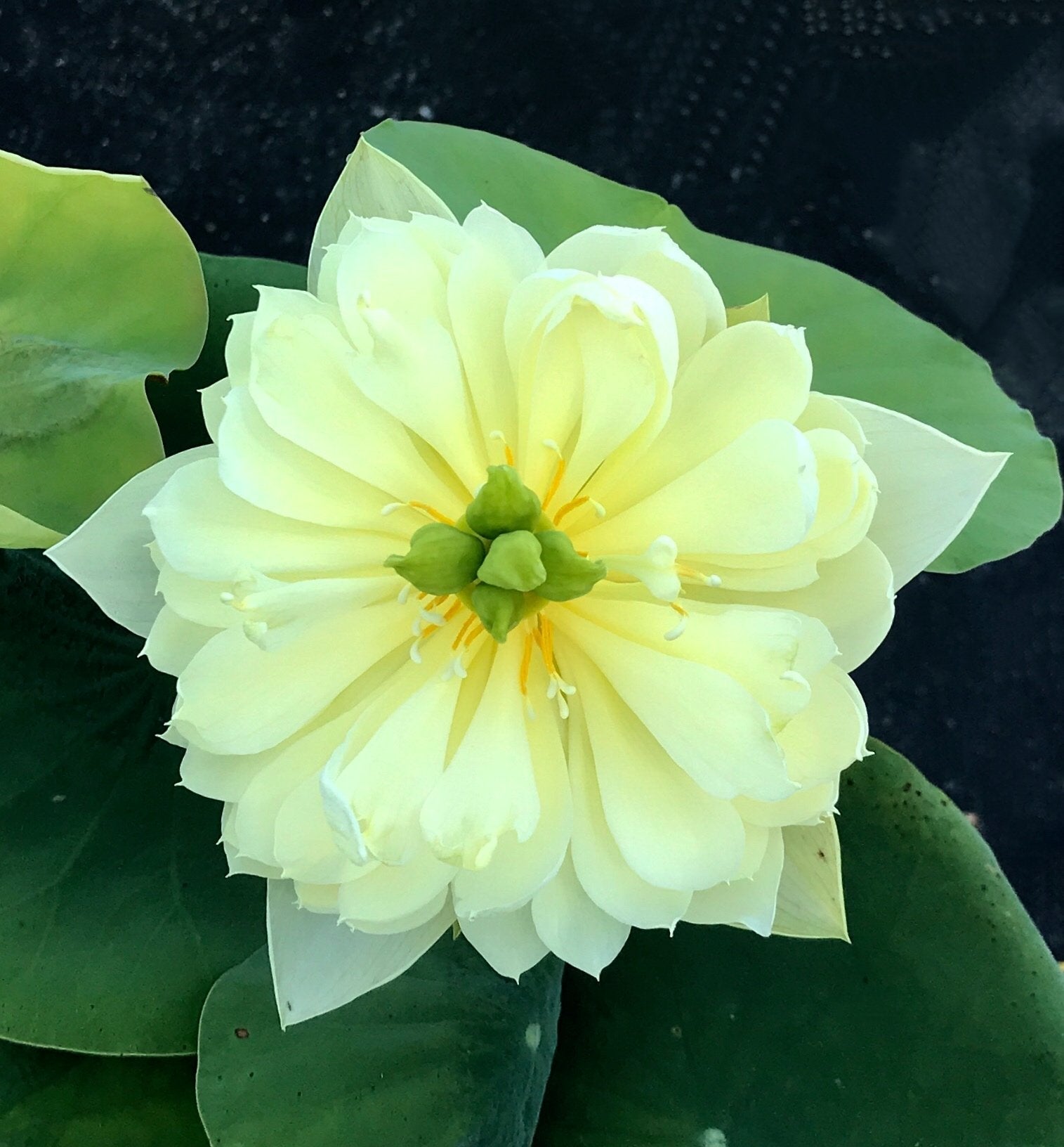 Yellow Peony - Ten Mile Creek Nursery