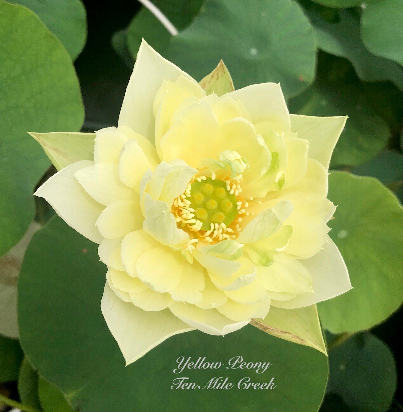 Yellow Peony - Ten Mile Creek Nursery