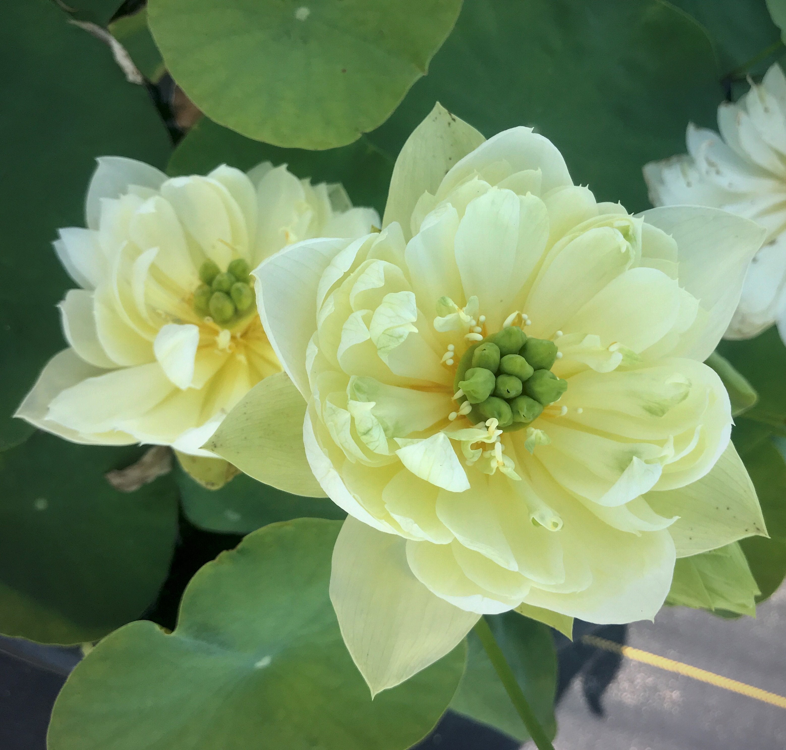 Yellow Peony - Ten Mile Creek Nursery