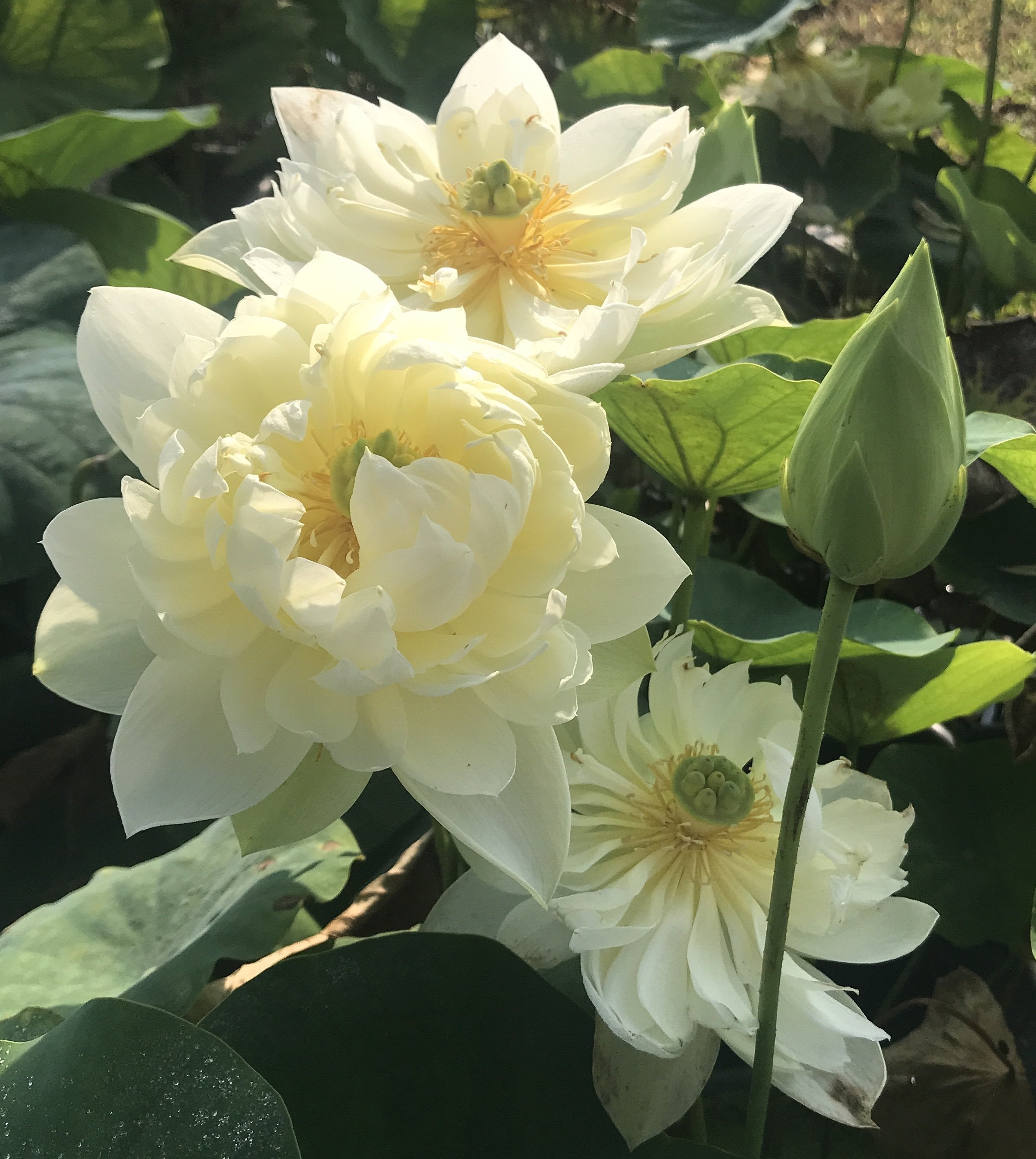 Yellow Peony - Ten Mile Creek Nursery