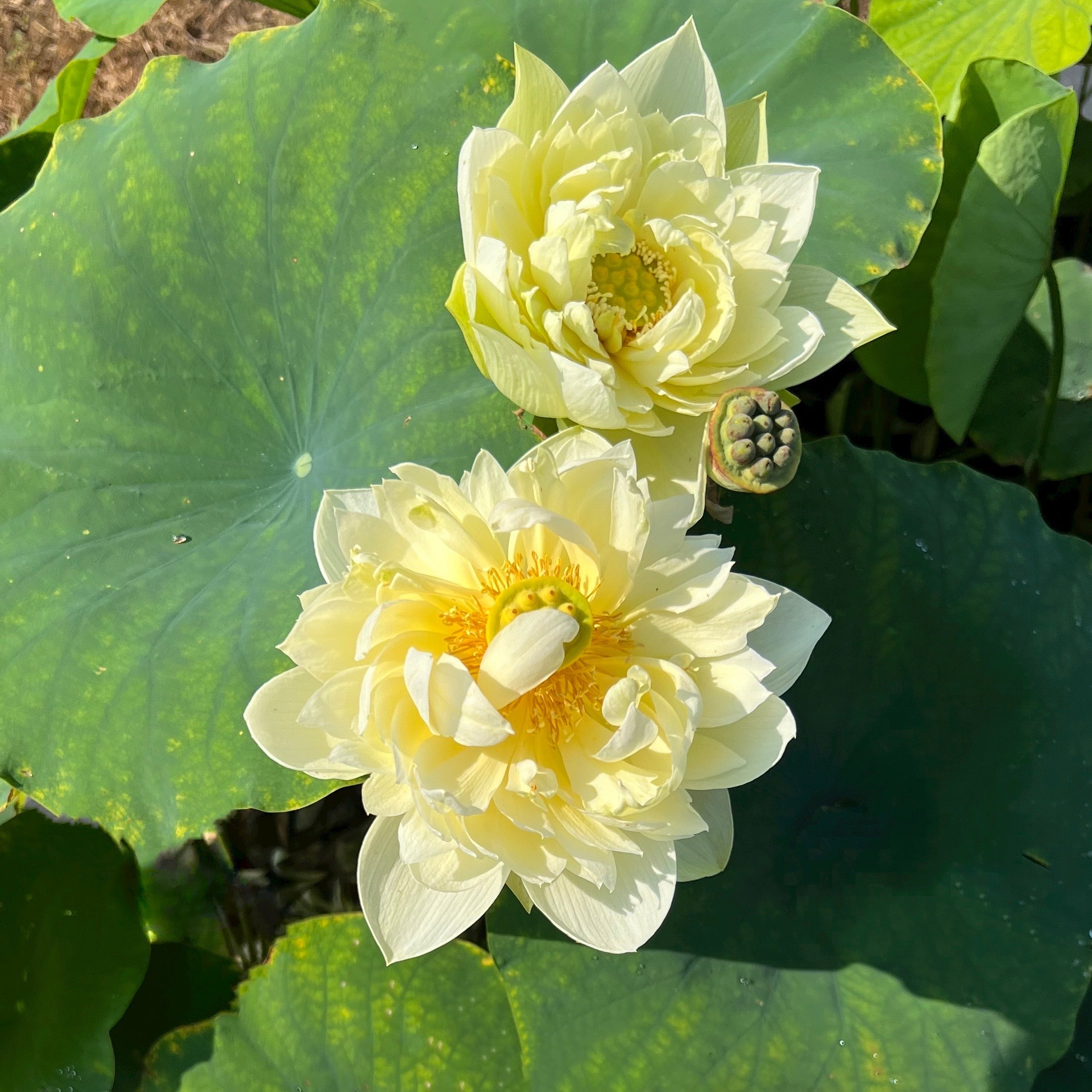 Yellow Peony - World - wide Favorite! - Ten Mile Creek Nursery