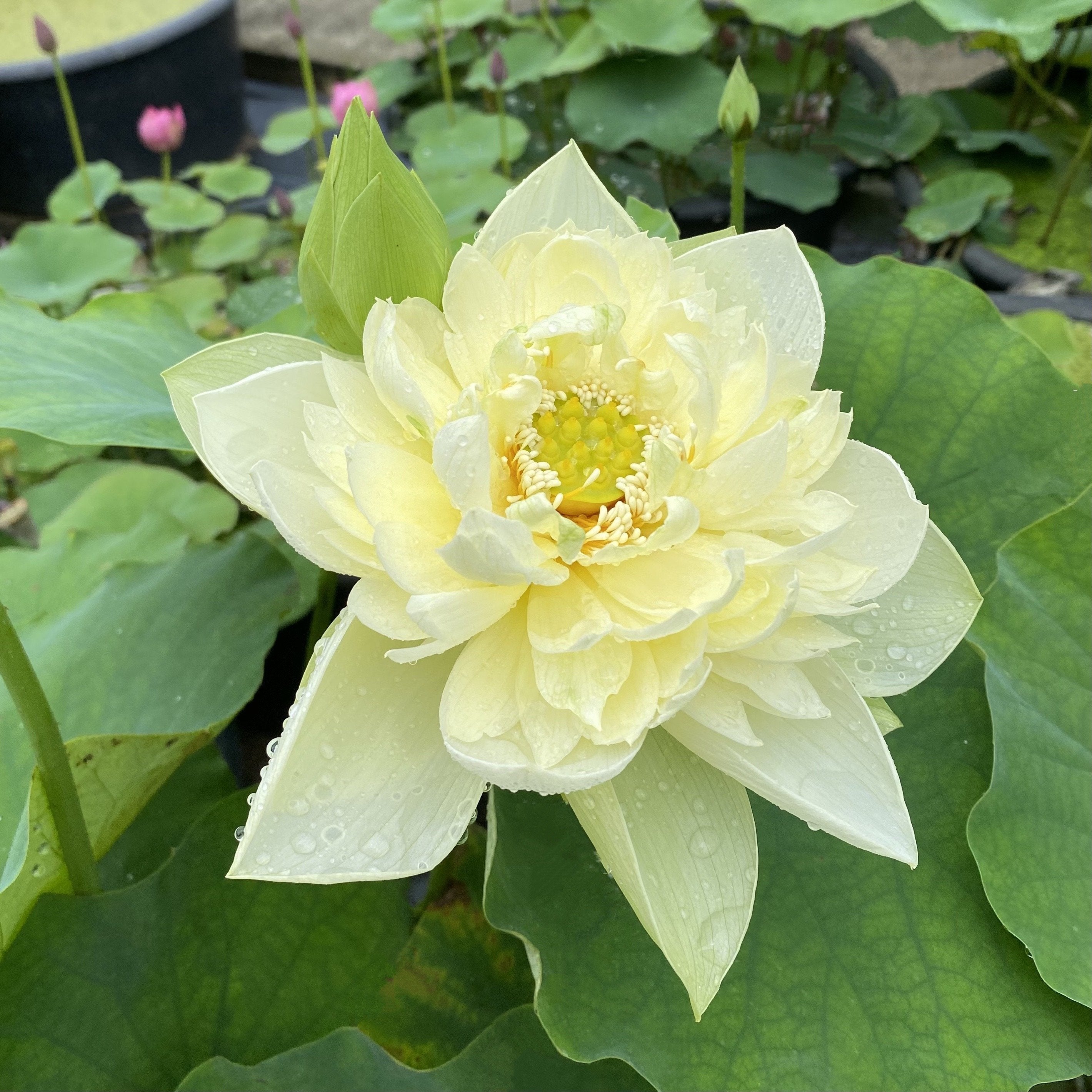 Yellow Peony - World-wide Favorite! - Ten Mile Creek Nursery