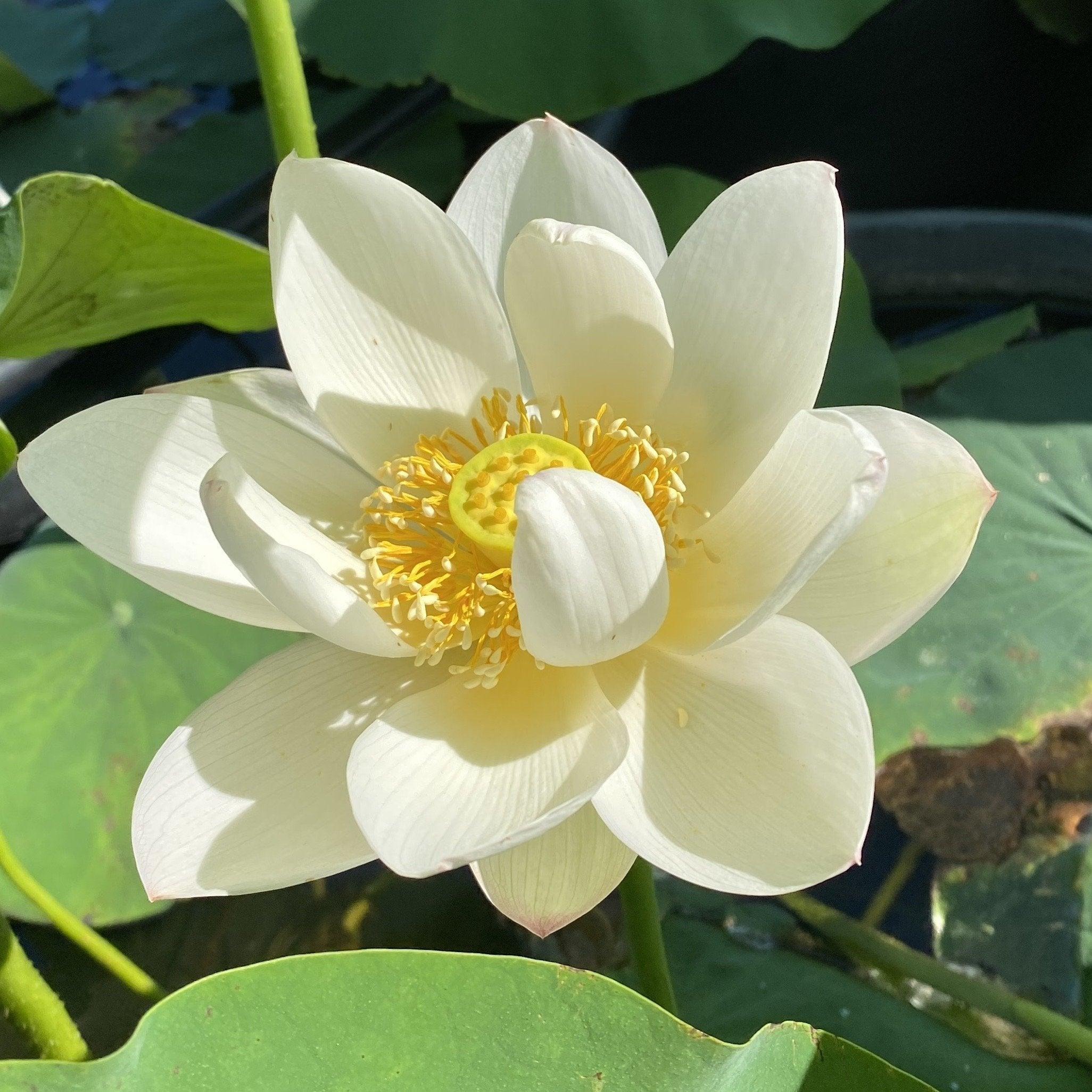 Yileen Garden Lotus Lotus (Bare Root) - Play It Koi