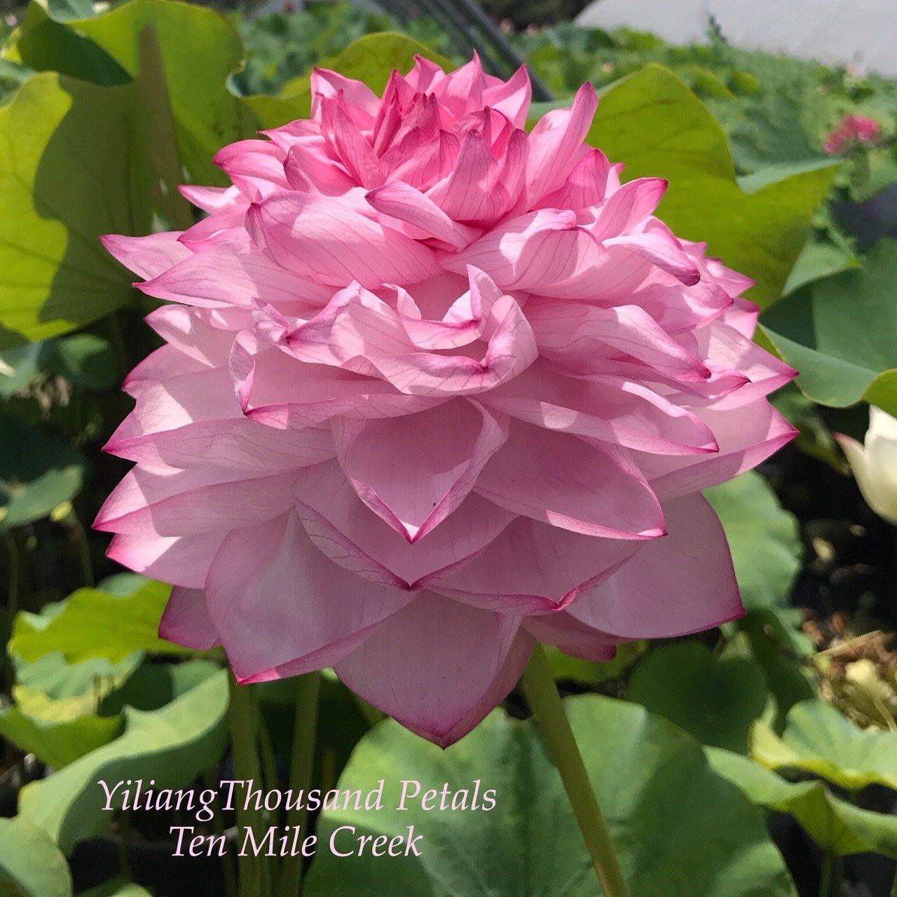 Yiliang Thousand Petals Lotus (Bare Root) - Play It Koi