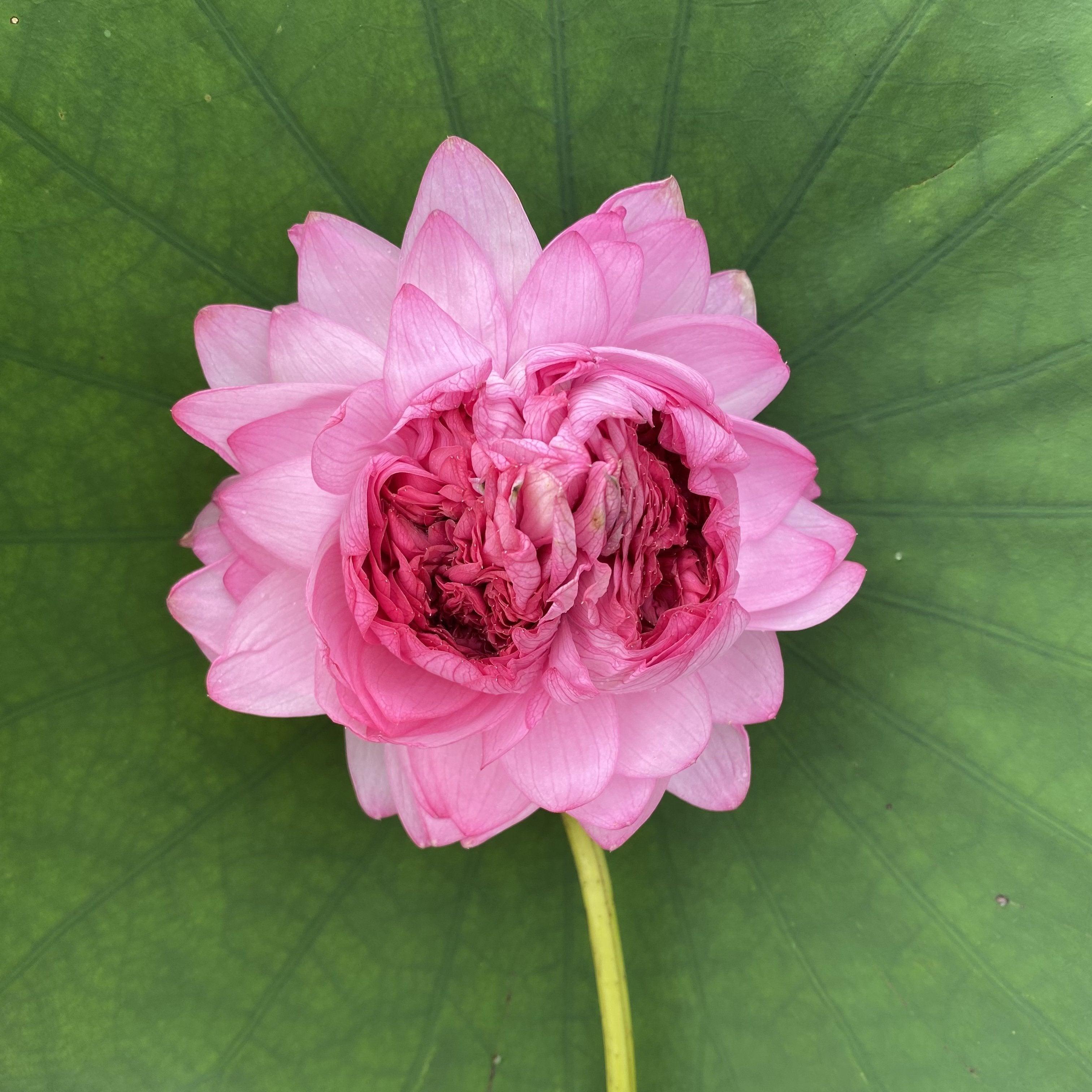 Yiliang Thousand Petals Lotus (Bare Root) - Play It Koi