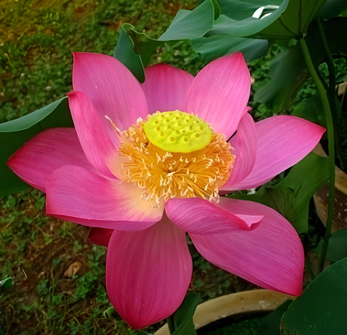 Yimeng Red - Super Bright Color Lotus (Bare Root) - Play It Koi