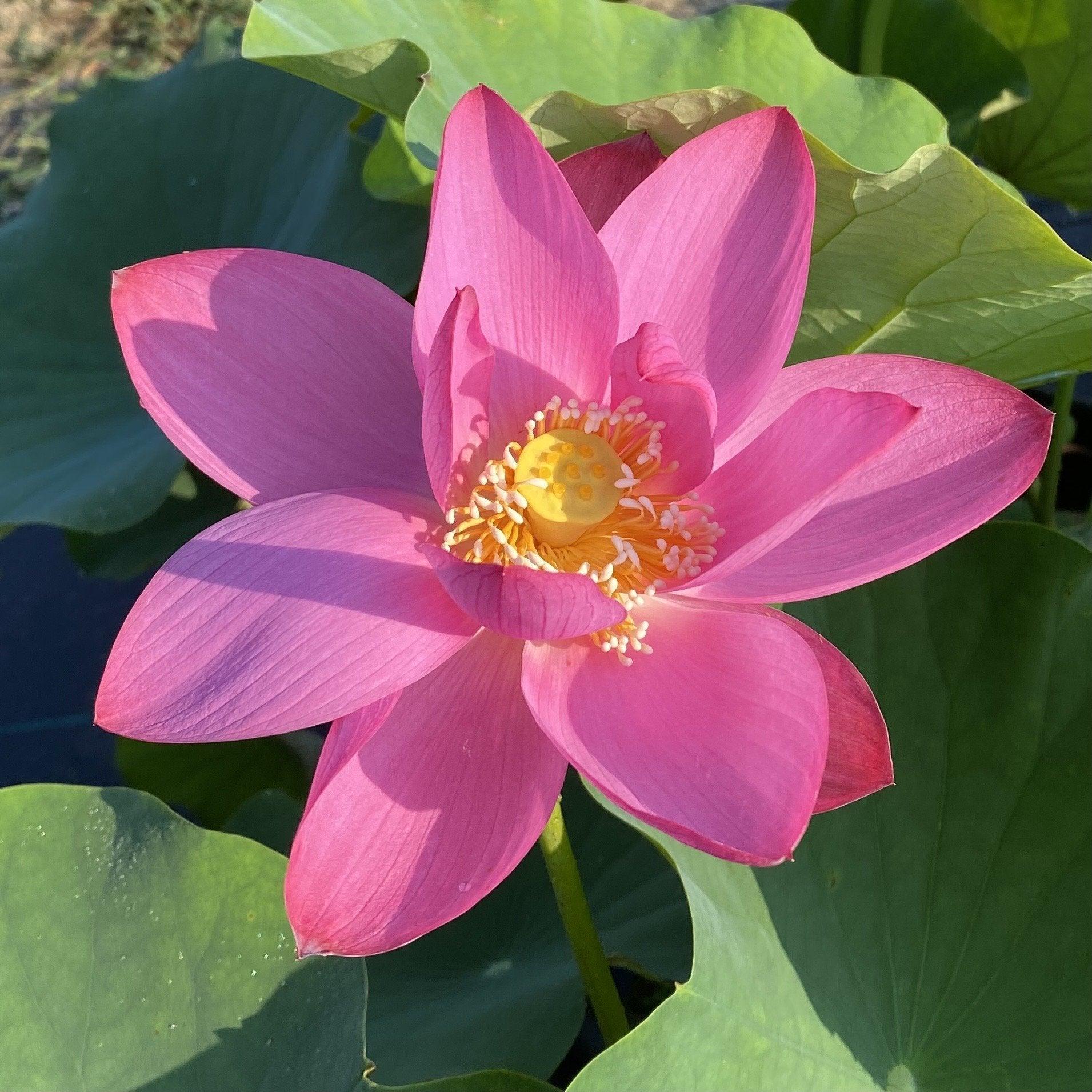 Yimeng Red - Super Bright Color Lotus (Bare Root) - Play It Koi