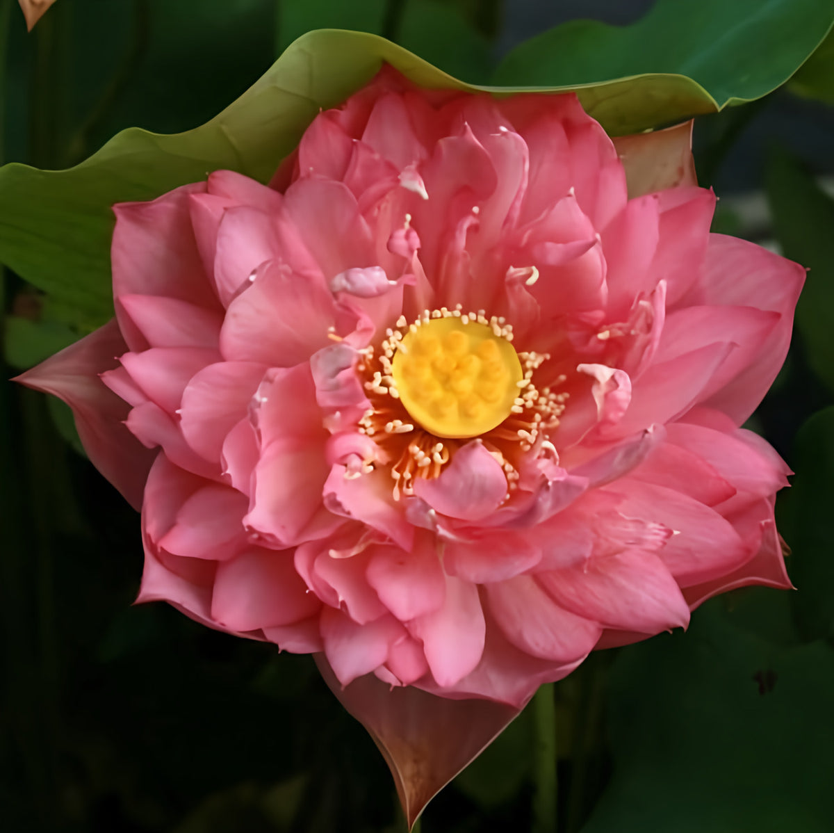 Zhaojun Look Back Shadow - A Love Story Lotus (Bare Root) - Play It Koi