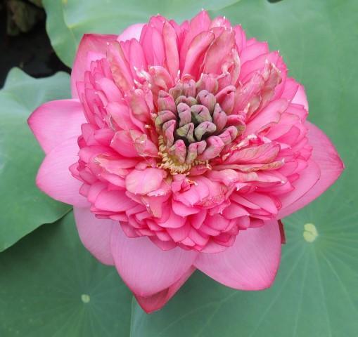 Zhongshan Duplicate Red Lotus (Bare Root) - Play It Koi