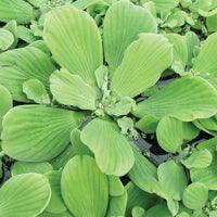shoreline defense aquatic herbicide Airmax Pond Logic Shoreline Defense Aquatic Herbicide