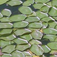 shoreline herbicide Airmax Pond Logic Shoreline Defense Aquatic Herbicide