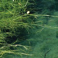 Airmax Pond Logic WipeOut PondWeed Defense Aquatic Herbicide - Play It Koi