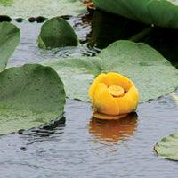 Airmax Pond Logic WipeOut PondWeed Defense Aquatic Herbicide - Play It Koi