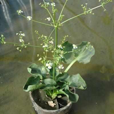Alisma Parviflorum - Spoon Leaf Plantain (Bare Root) - Play It Koi