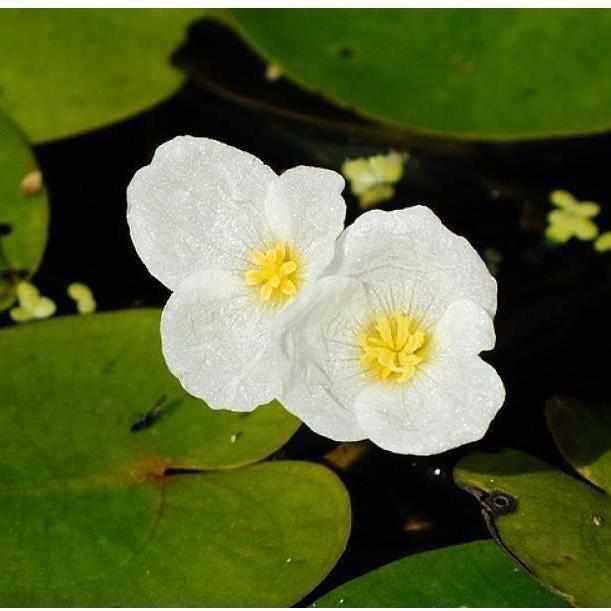 American Frogbit - Limnobium Spongia