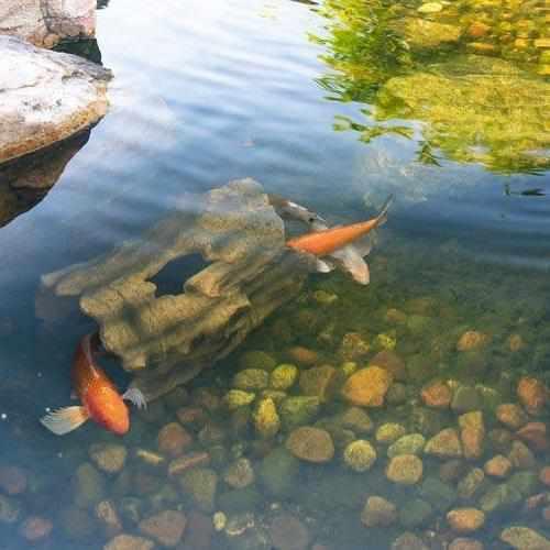 Aquascape