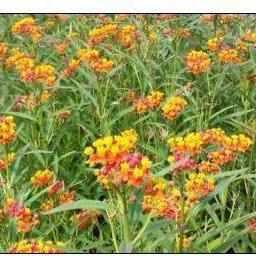 Asclepias Curassavica - Mexican Butterfly (Potted) - Play It Koi