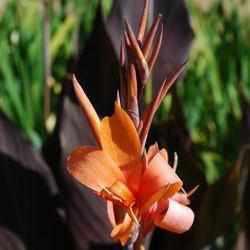 Canna 'Intrigue' - Maroon-Leaved, Orangey Peach (Bare Root) - Play It Koi