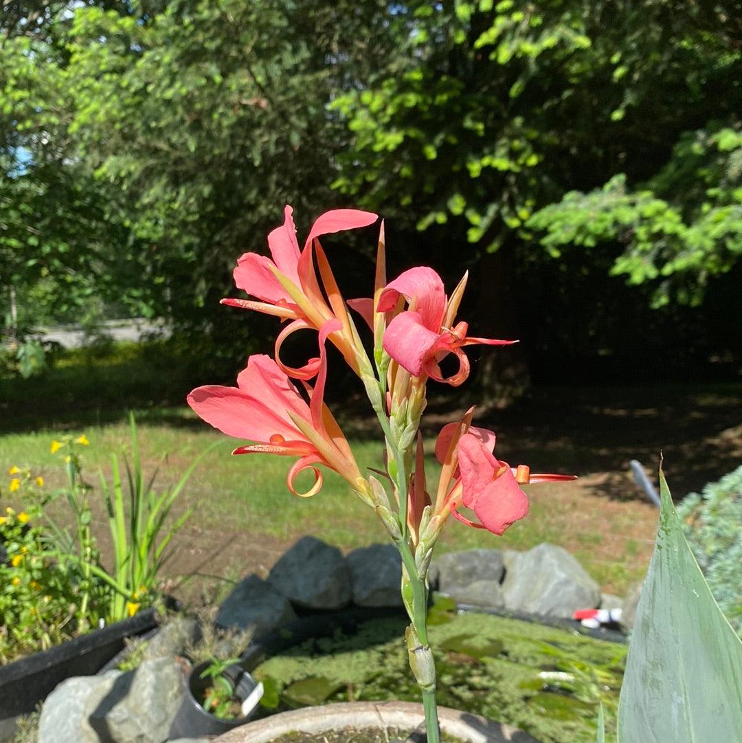 Canna Longwood ‘Erebus’ (Potted) - Play It Koi